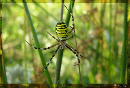 Argiope_8127