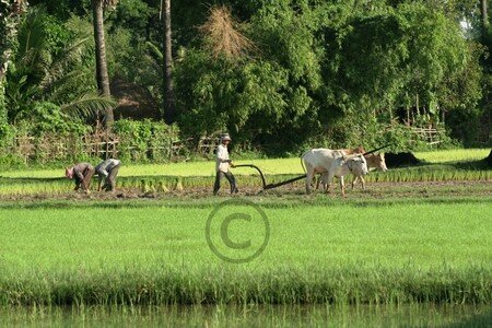 KC_rizi_re_3_MG_2716_a