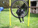 ULYSSE en Agility 70758059_p