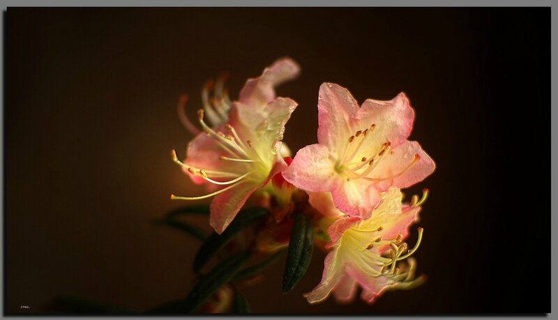 02_Rhododendron X Pubescens