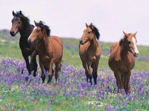 field_horses