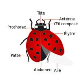 Les coccinelles Tu aimes les coccinelles ces petits insectes