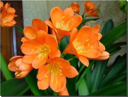 fleur_de_clivia_002