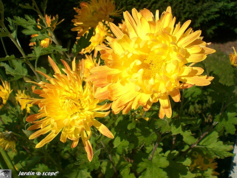 Chrysanthemums Sparknotes http://enyqyci.uphero.com/thechrysanthemums 