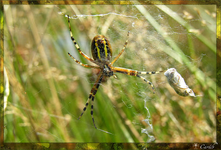 Argiope_8053