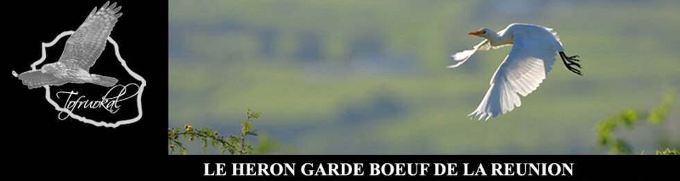 HERON GARDE BOEUFS