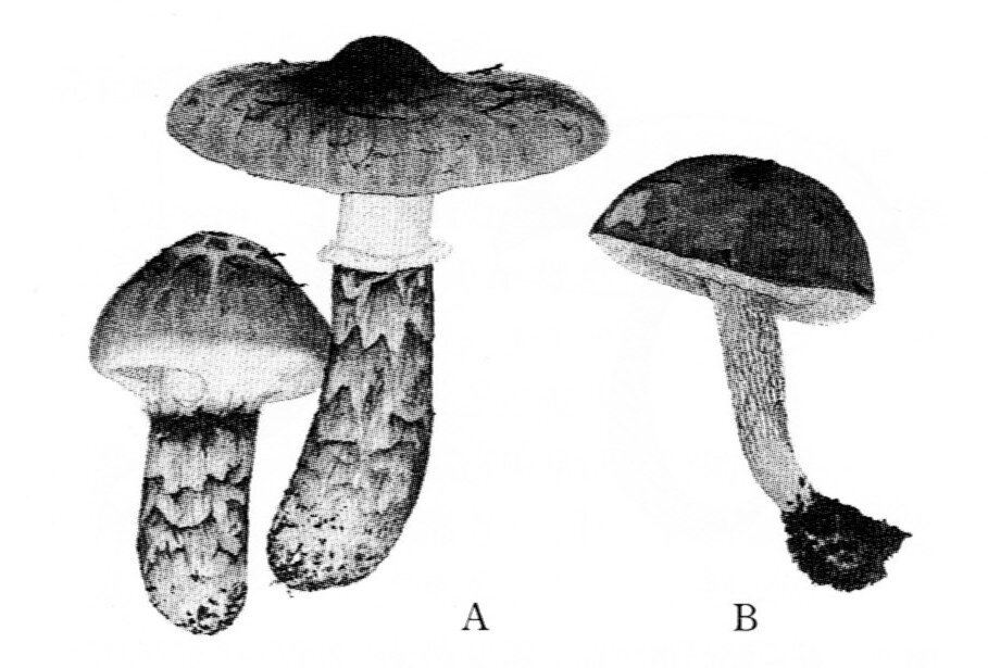 きのこのスケッチのおさそい 上田 俊穂 - Ki-no-ko fungi きのこのスケッチのおさそい 上田 俊穂 - Ki-no-ko fungi