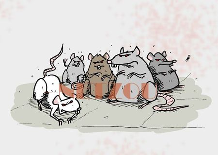 Rat