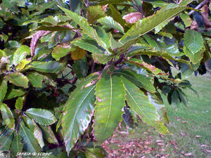 Chataignier_feuilles