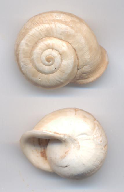 escargot marocain subfossile 48214254