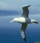 albatros
