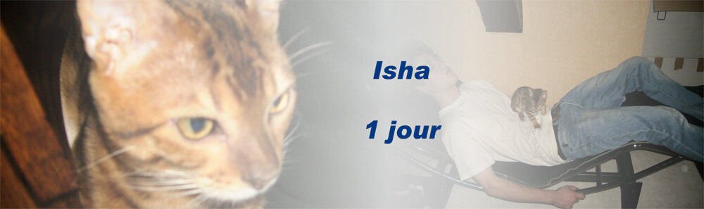 Isha, chat du bengal