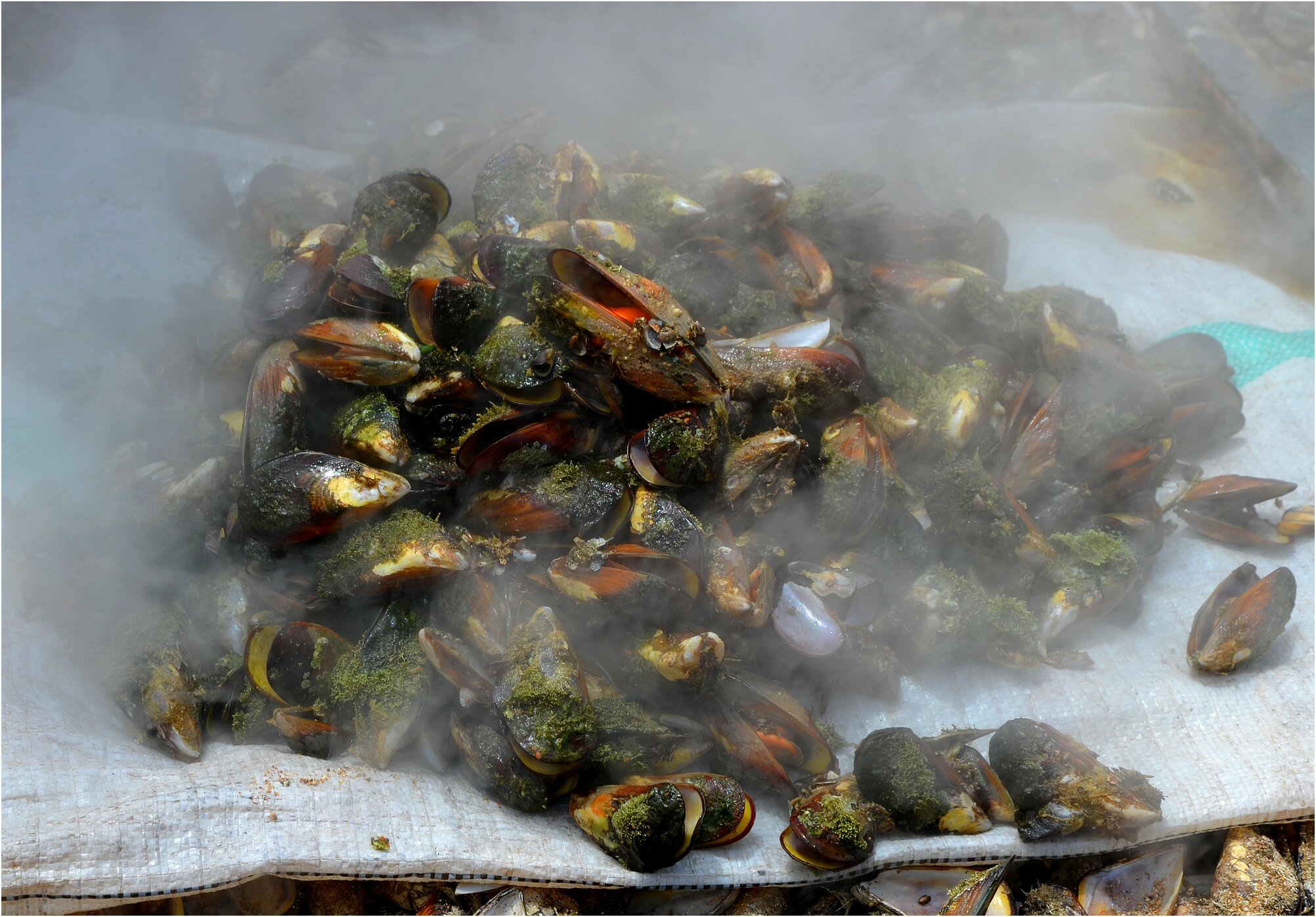 LA PÊCHE AUX MOULES A IMSOUANE. MAROC.