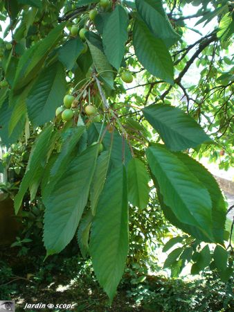 Cerisier-Feuilles-fruits