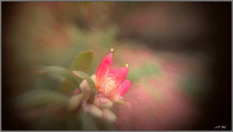 Rhododendron Spinuliferum xxx