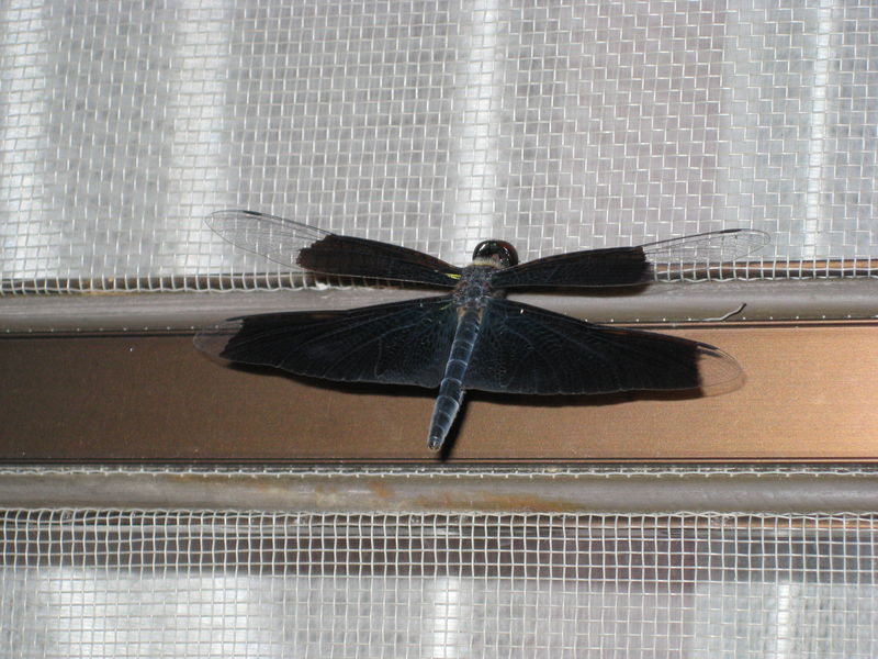 Identification : Libellule ( Japon ) 28514814