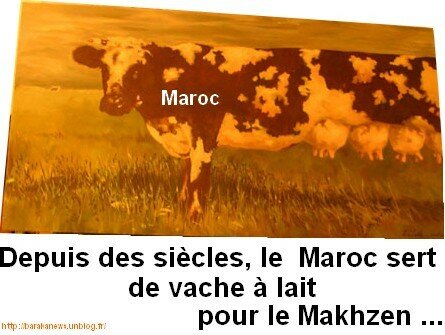 Maroc:Vache à lait que nous sommes...  dans La face cachée 16538352