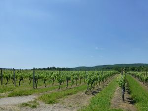 Lot juin 2013 (1040)