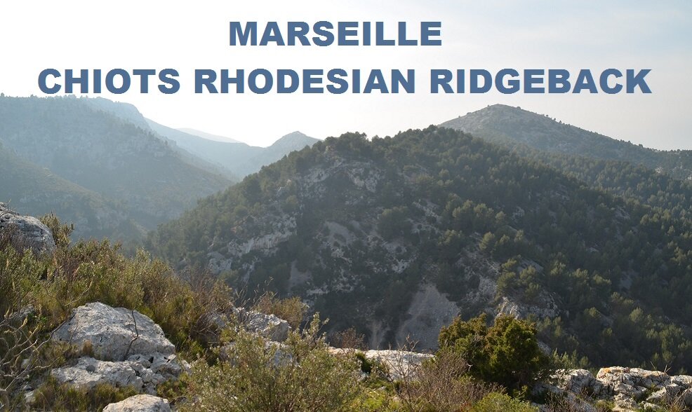 MARSEILLE - CHIOTS RHODESIAN RIDGEBACK