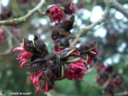 Fleurs_rouges