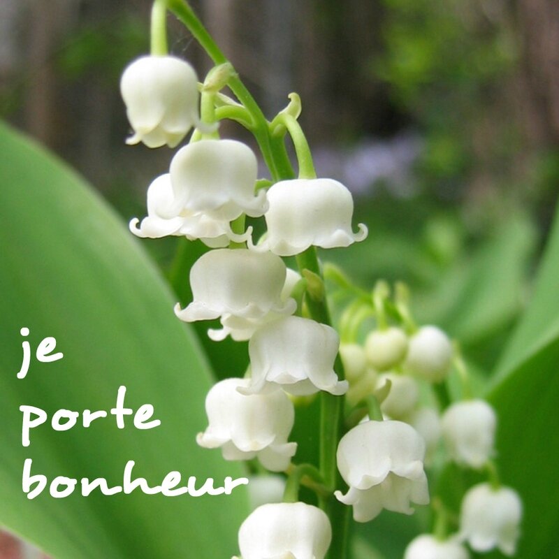 MUGUET 1er MAI