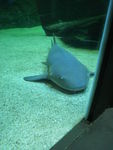 Seaquarium_requin___6_