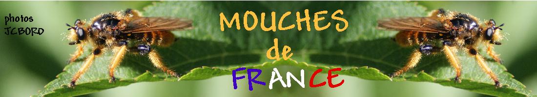 MOUCHES DE FRANCE