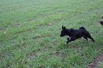 Ulysse (petit croisé) 71875728_p