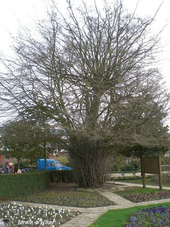 Parrotie_de_Perse_hiver