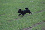 Ulysse (petit croisé) 71876043_p