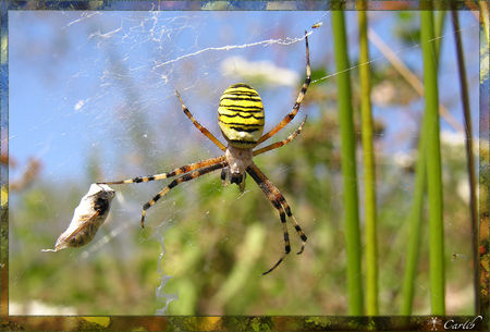 Argiope_8051