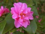 camellia_fragant_pink_improved