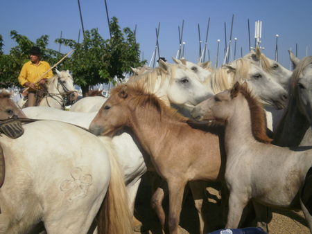Port_Camargue_roussata_o_