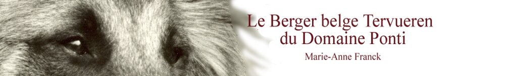 "Le Berger belge Tervueren du Domaine Ponti"