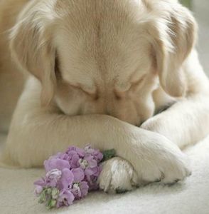 527652_357319897688058_1765166674_n