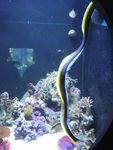 Seaquarium_mur_ne_ruban_