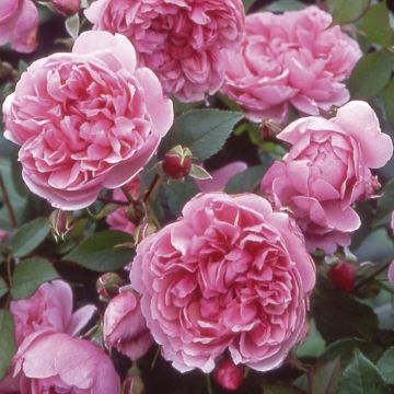 Rosa 'Spirit of Freedom' !!! 25574382