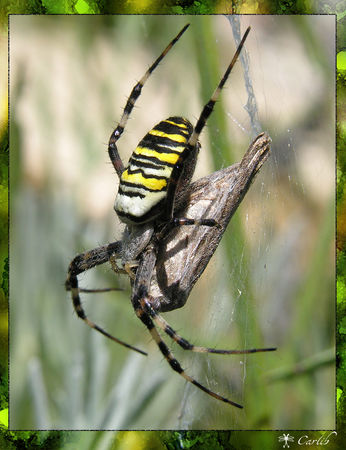 Argiope_0328