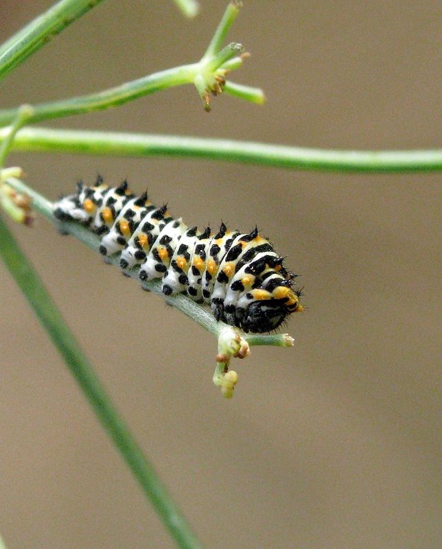 Papilio machaon Chenille noire jaune et blanche Le Monde