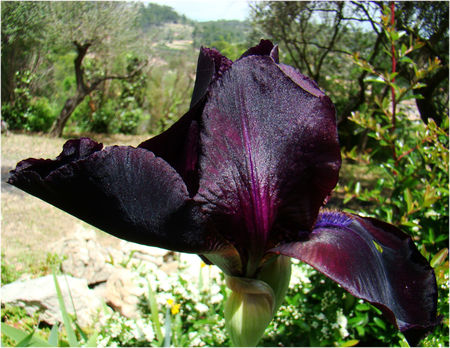 iris_noir_1