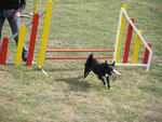ULYSSE en Agility 70756886_p