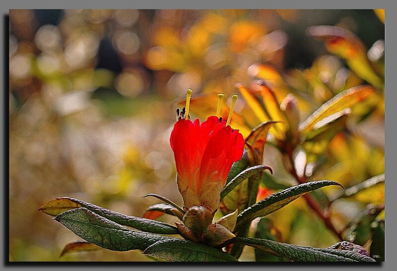 02_Rhododendron Spinuliferum