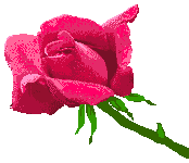 rosa13
