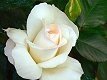 rose_blanc