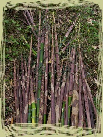 bambou_02