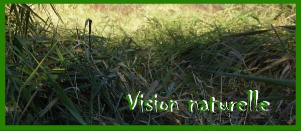 Vision naturelle