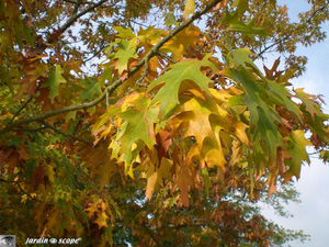 Couleurs_d_automne