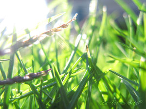 herbe2