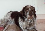 Fanny (Type Korthal) 31279220_p