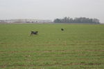 Ulysse (petit croisé) 71875580_p
